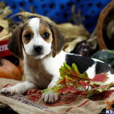 Beagle Puppies for Sale