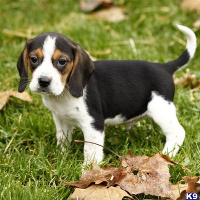 Beagle Puppies for Sale
