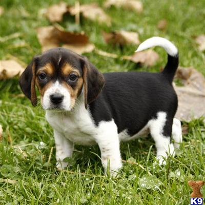 Beagle Puppies for Sale