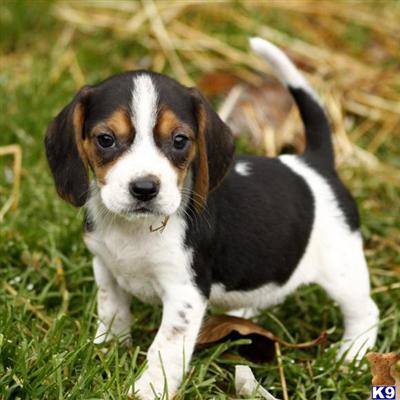 Beagle Puppies for Sale