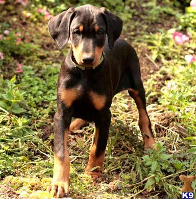 Doberman Pinscher Puppies for Sale