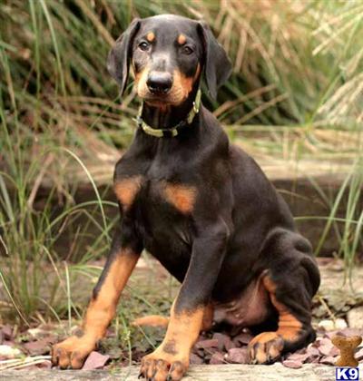 Doberman Pinscher Puppies for Sale