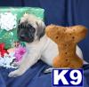 Mastiff Puppies for Sale