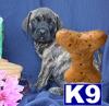 Mastiff Puppies for Sale