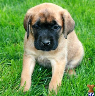 Mastiff Puppies for Sale