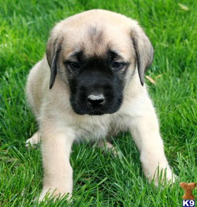 Mastiff Puppies for Sale