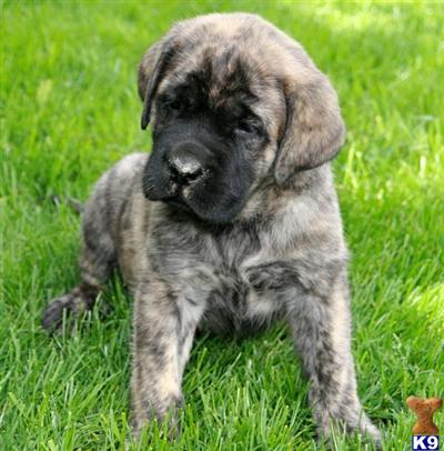 Mastiff Puppies for Sale