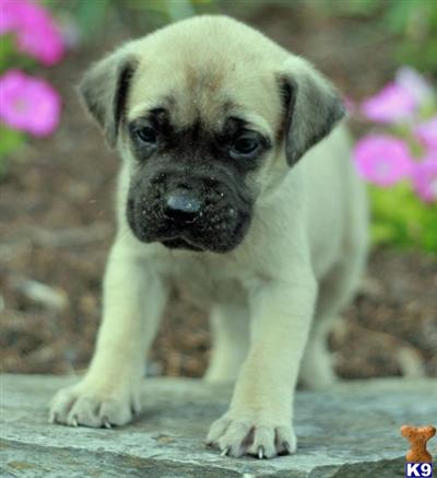 Mastiff Puppies for Sale
