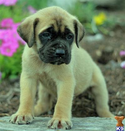 Mastiff Puppies for Sale