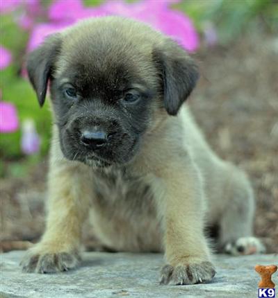 Mastiff Puppies for Sale