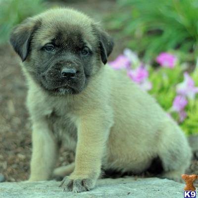 Mastiff Puppies for Sale