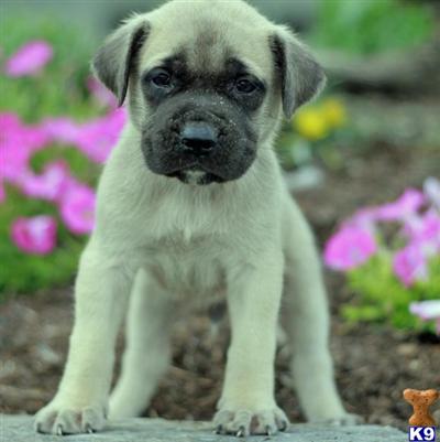 Mastiff Puppies for Sale