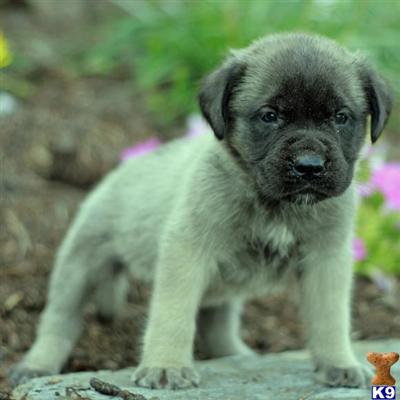 Mastiff Puppies for Sale