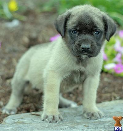 Mastiff Puppies for Sale