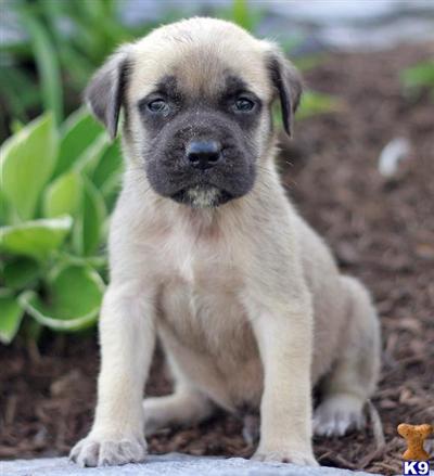 Mastiff Puppies for Sale