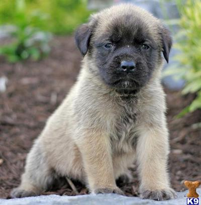 Mastiff Puppies for Sale