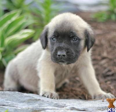 Mastiff Puppies for Sale
