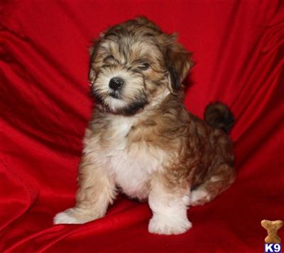 Havanese Puppies for Sale