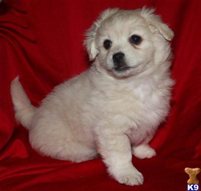 Havanese Puppies for Sale