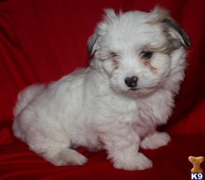 Havanese Puppies for Sale