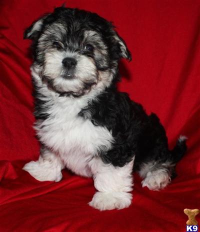 Havanese Puppies for Sale
