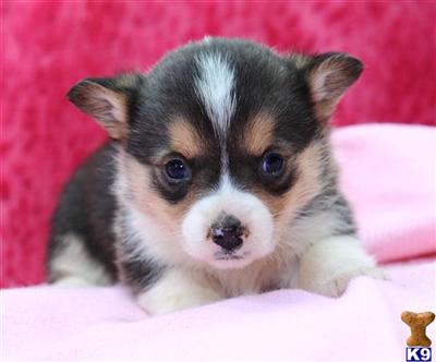 Pembroke Welsh Corgi Puppies for Sale