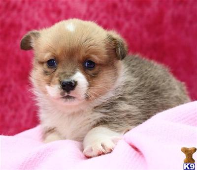 Pembroke Welsh Corgi Puppies for Sale