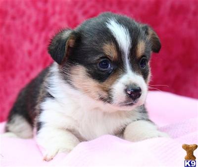 Pembroke Welsh Corgi Puppies for Sale