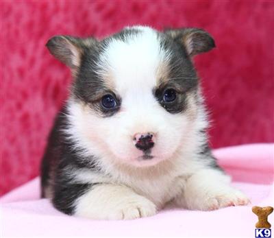 Pembroke Welsh Corgi Puppies for Sale