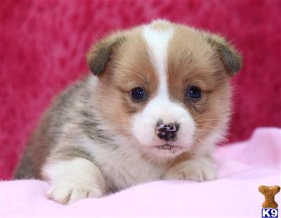 Pembroke Welsh Corgi Puppies for Sale