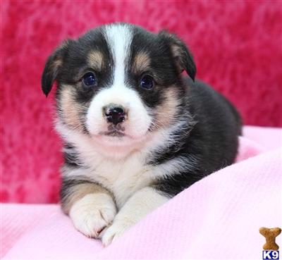 Pembroke Welsh Corgi Puppies for Sale