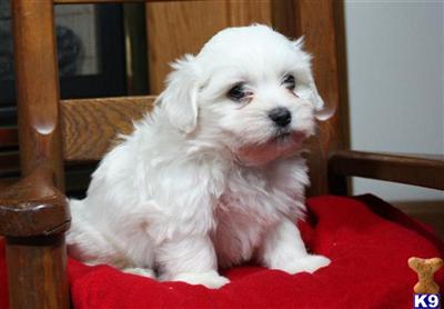 Havanese Puppies for Sale