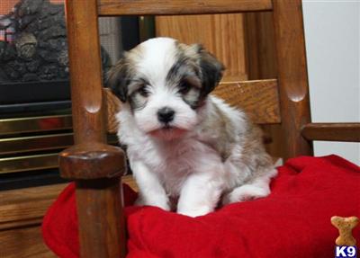 Havanese Puppies for Sale