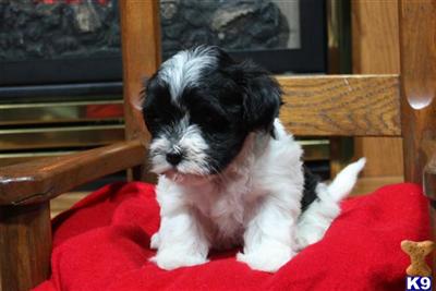 Havanese Puppies for Sale
