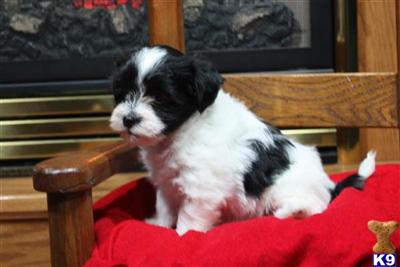 Havanese Puppies for Sale