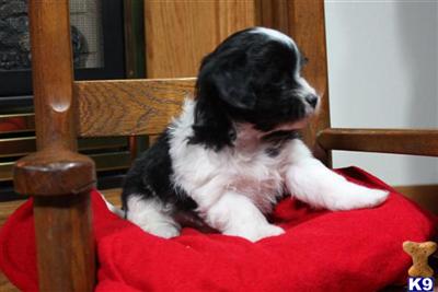 Havanese Puppies for Sale