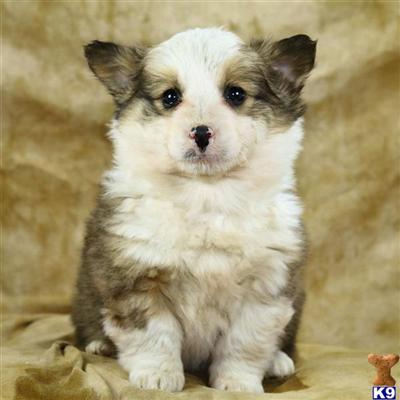 Puppies in Reinholds