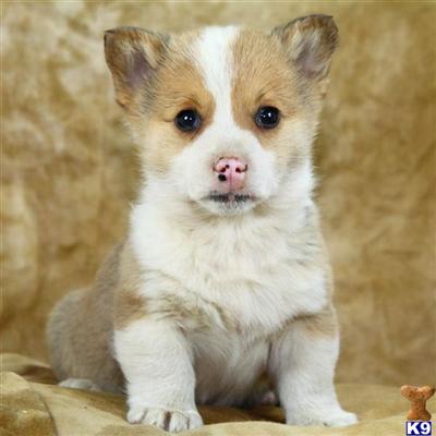 Puppies in Reinholds