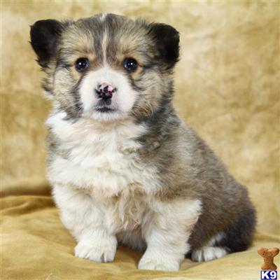 Puppies in Reinholds