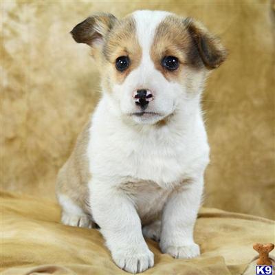Puppies in Reinholds