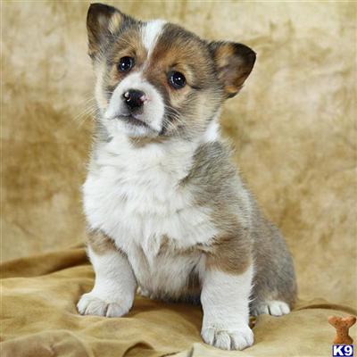 Puppies in Reinholds