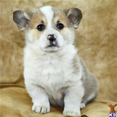 Puppies in Reinholds