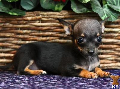 Puppies in Reinholds
