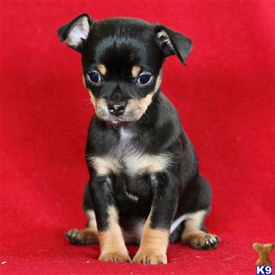 Puppies in Reinholds