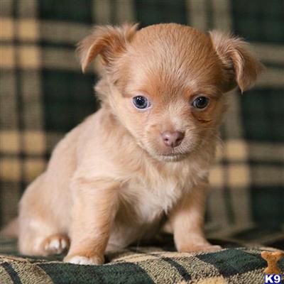 Puppies in Reinholds