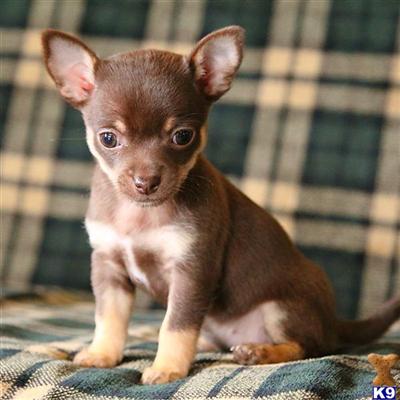 Puppies in Reinholds