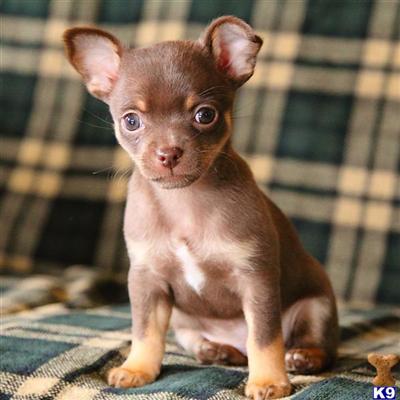 Puppies in Reinholds