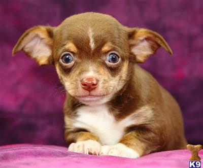 Puppies in Reinholds