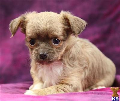 Puppies in Reinholds