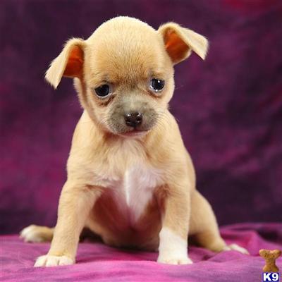 Puppies in Reinholds